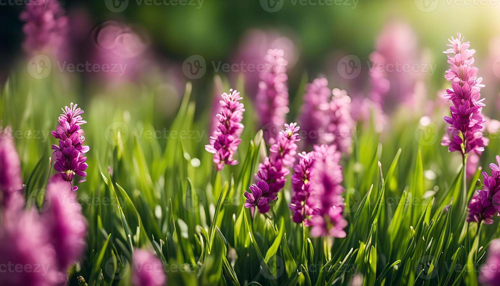 Purple Flowers in a Meadow photo
