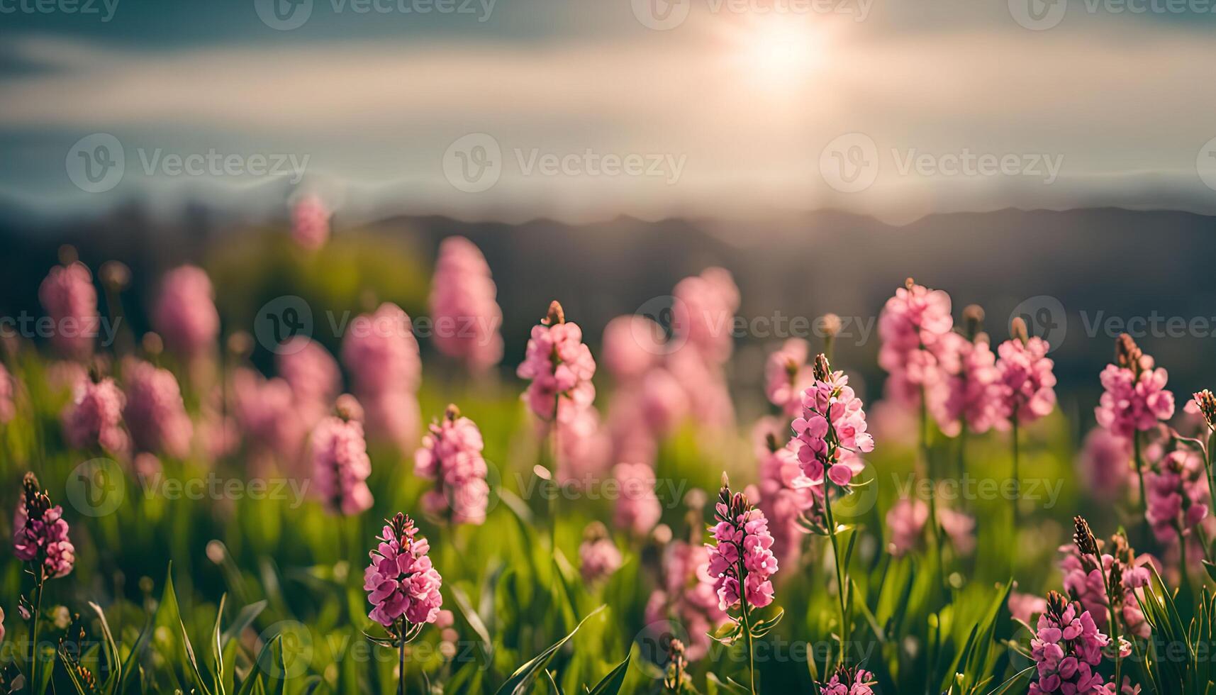 Pink Flowers in a Field with Mountains in the Background photo