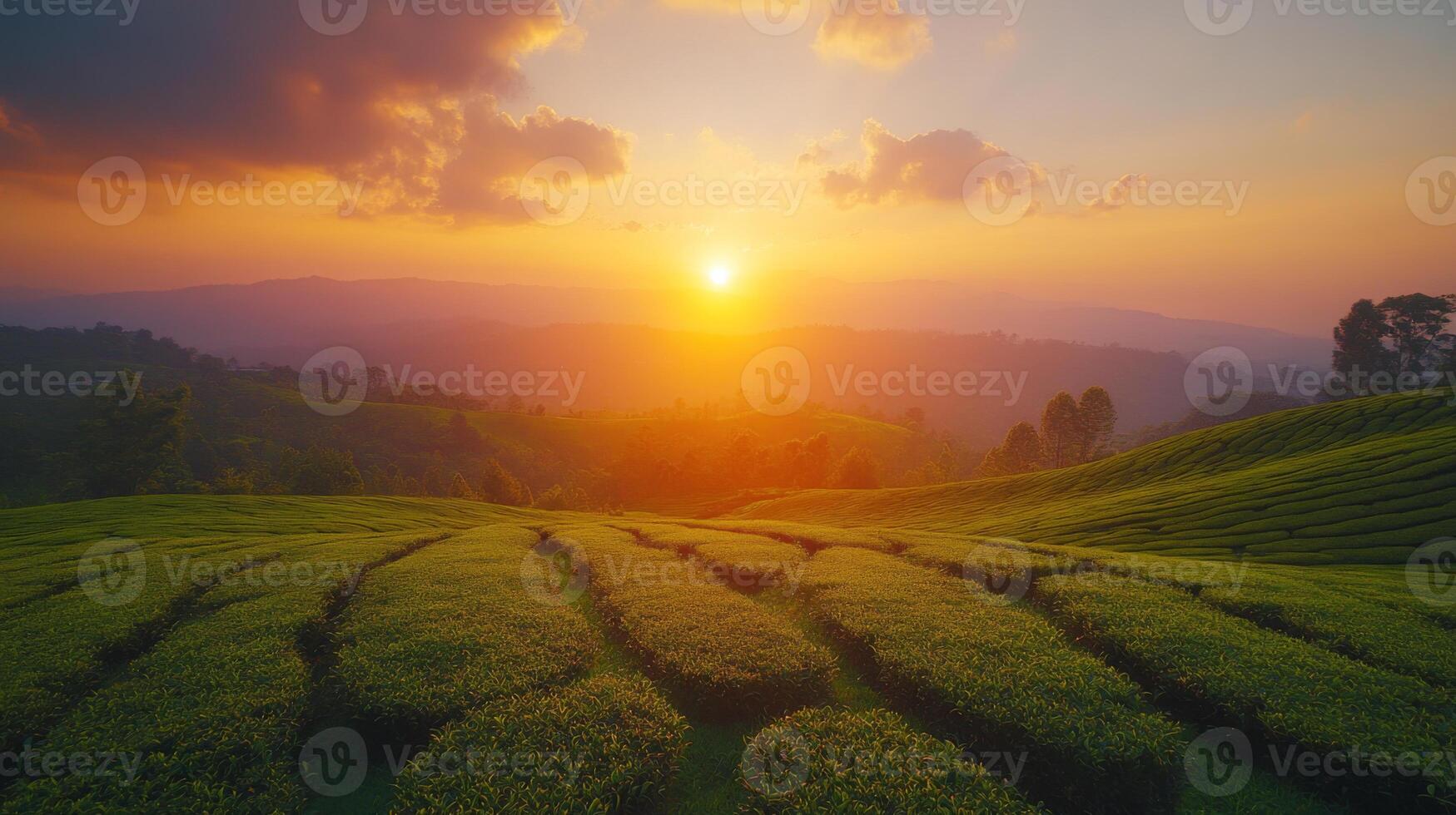 A beautiful sunset casts a warm glow over lush green tea fields arranged in terraced patterns. The sky features soft clouds and a vibrant array of colors above distant mountains. photo