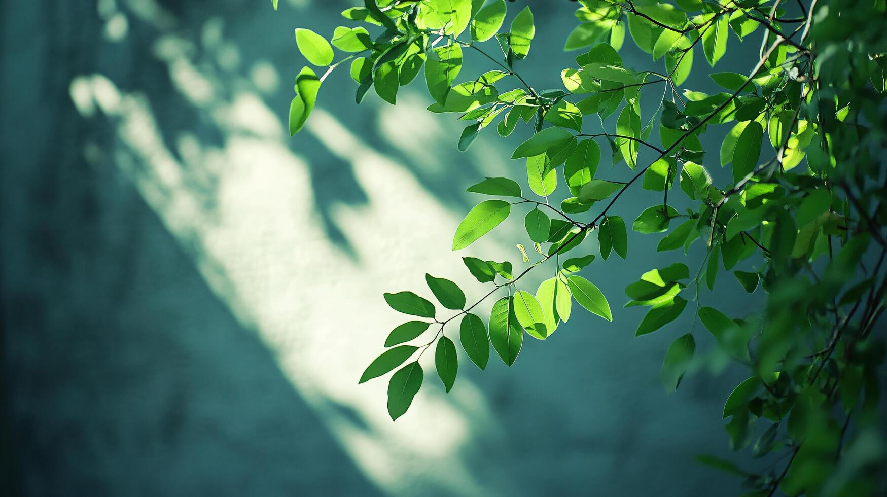 A leafy tree branch is casting a shadow on a wall photo