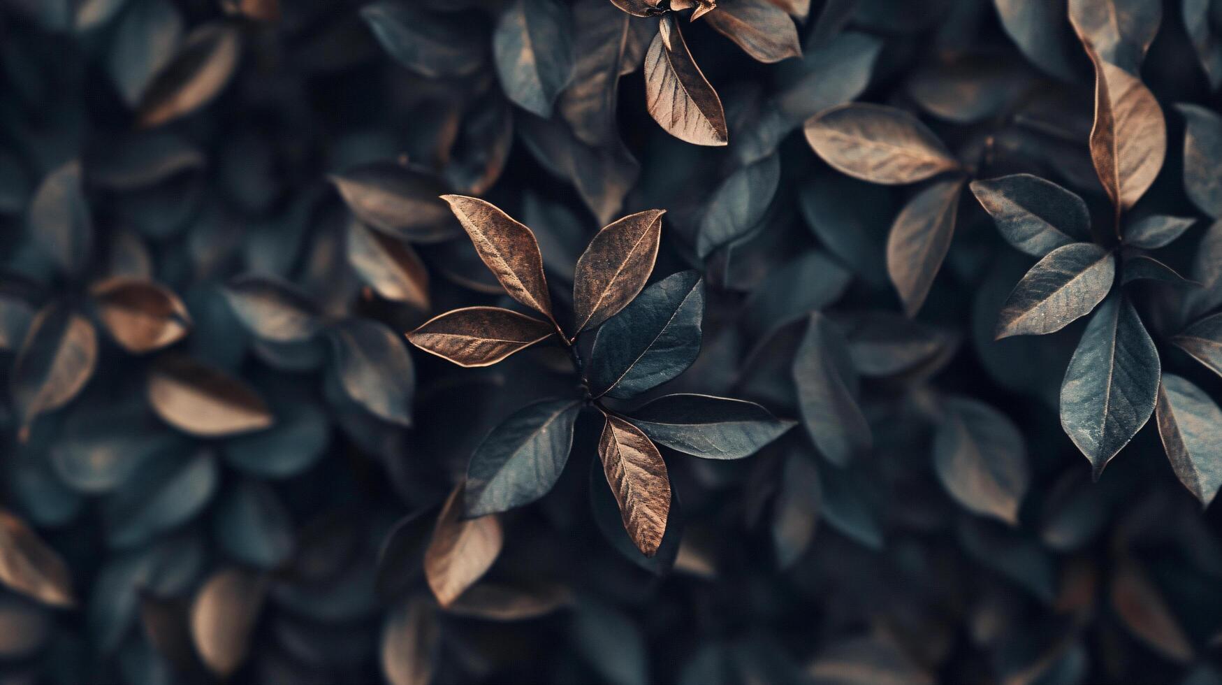 A close up of a leafy plant with a brownish hue photo