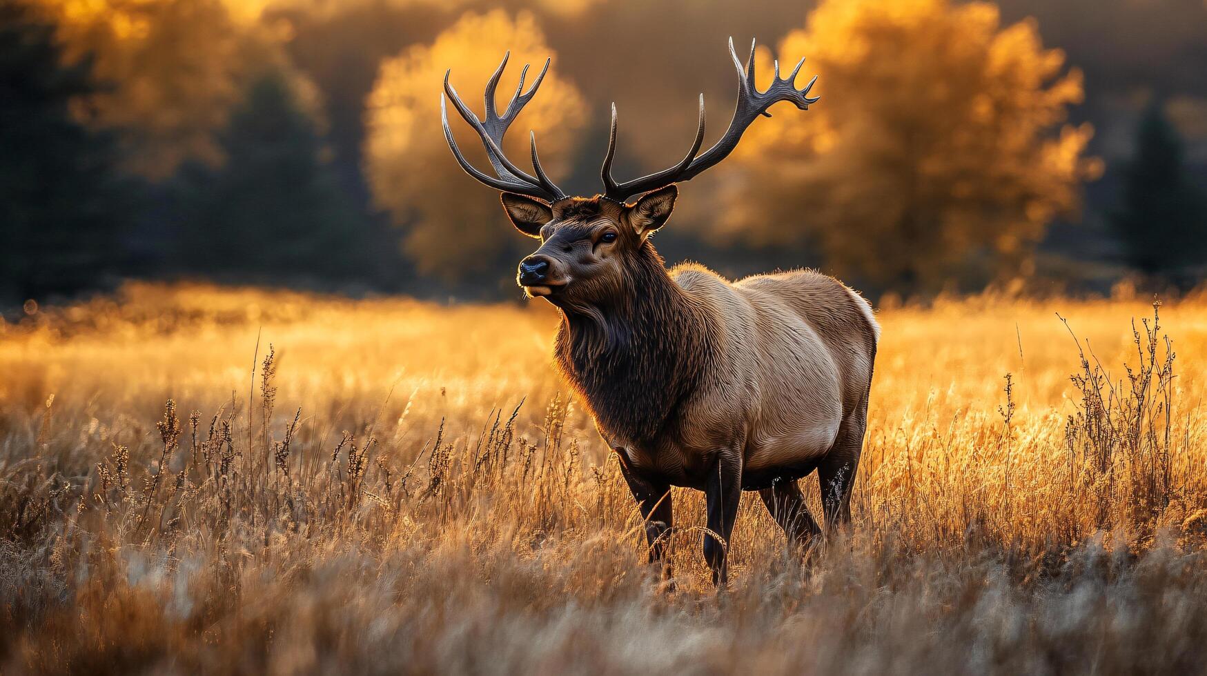 A deer stands in a field of tall grass photo