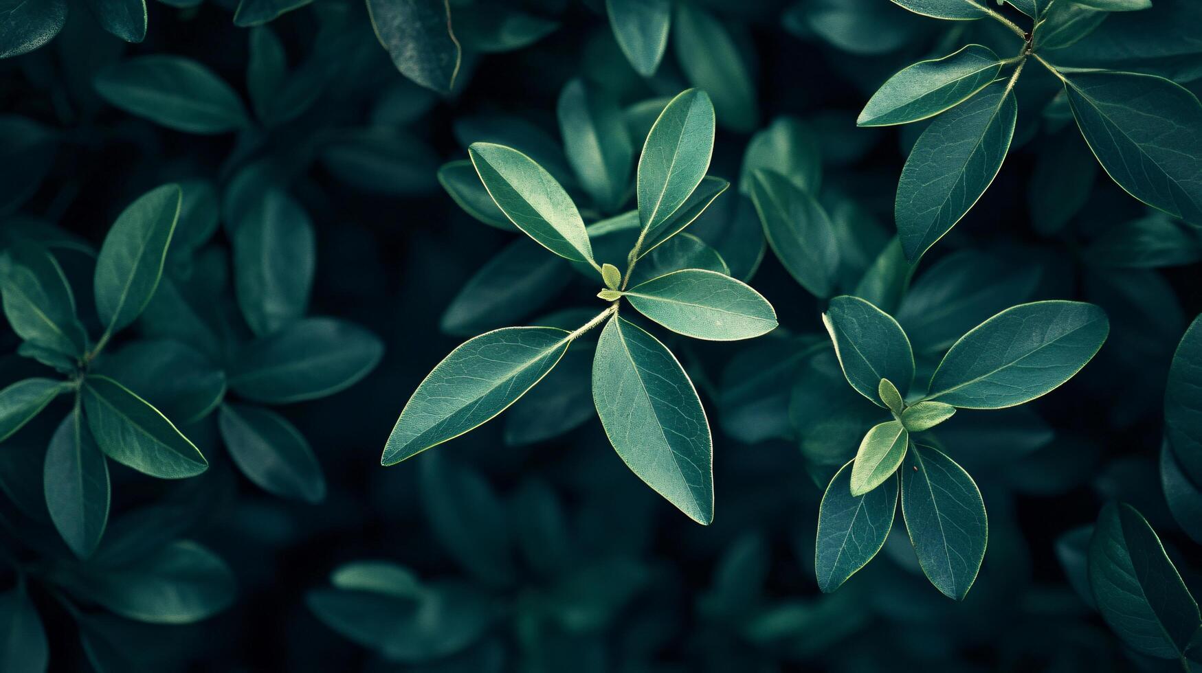 A close up of green leaves with a dark background photo
