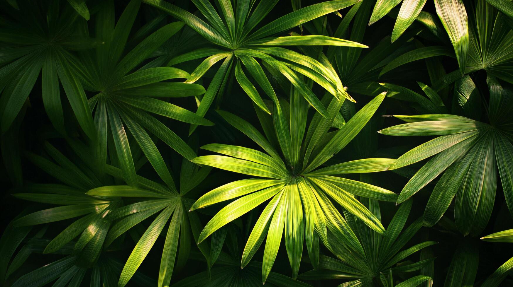 A close up of green leaves with a bright sun shining on them photo