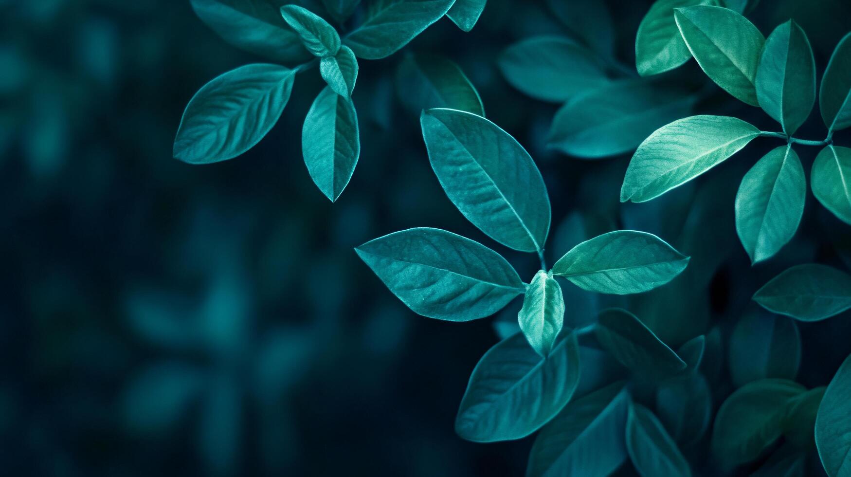 A leafy green plant with a dark background photo
