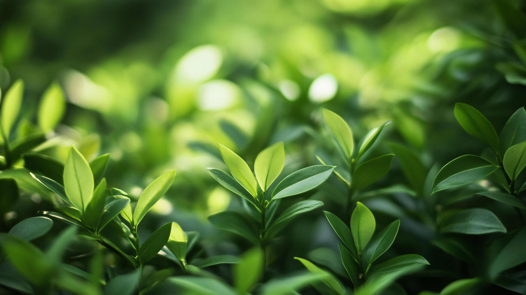 A lush green field of leaves with a bright green color photo