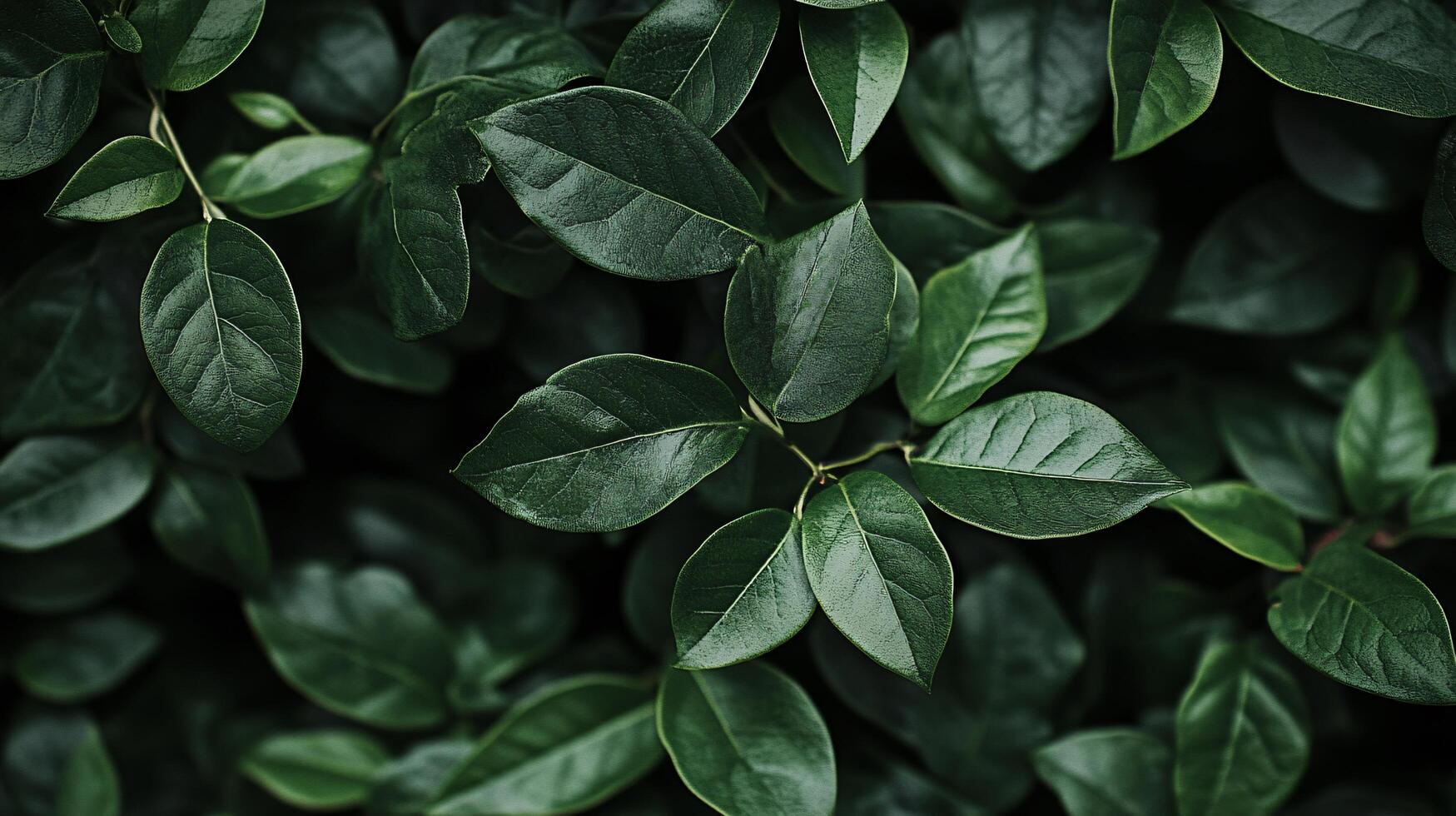 A close up of green leaves with a wet appearance photo