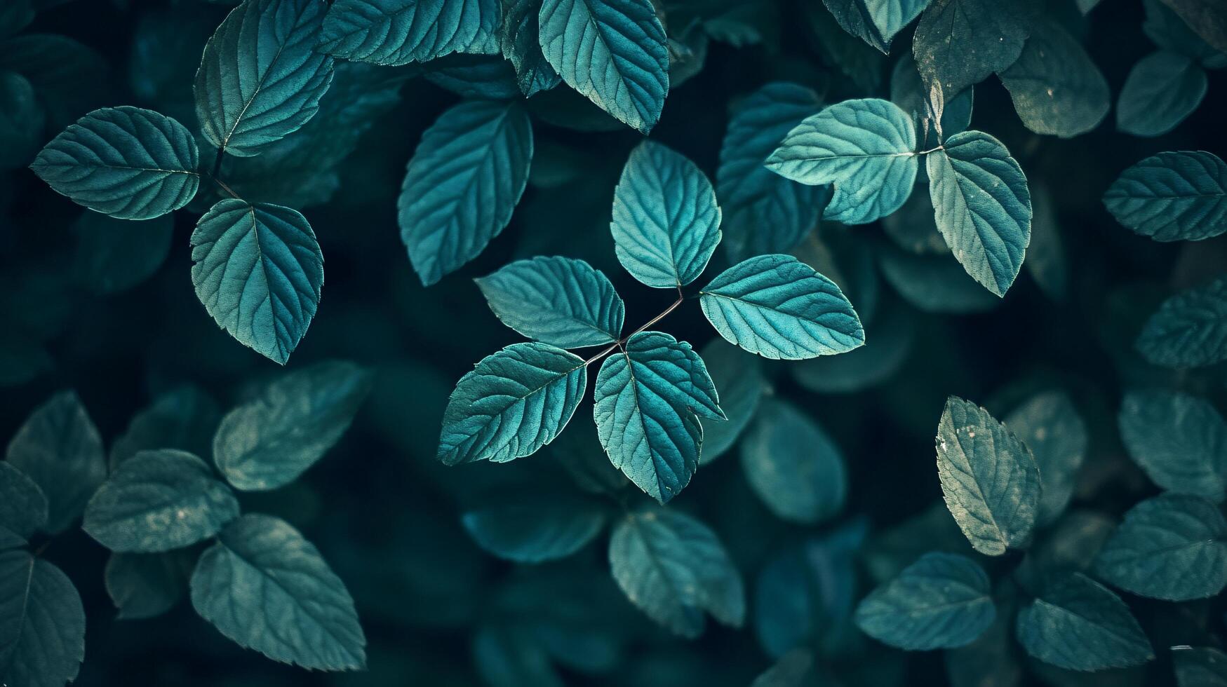 A close up of green leaves with a blue tint photo