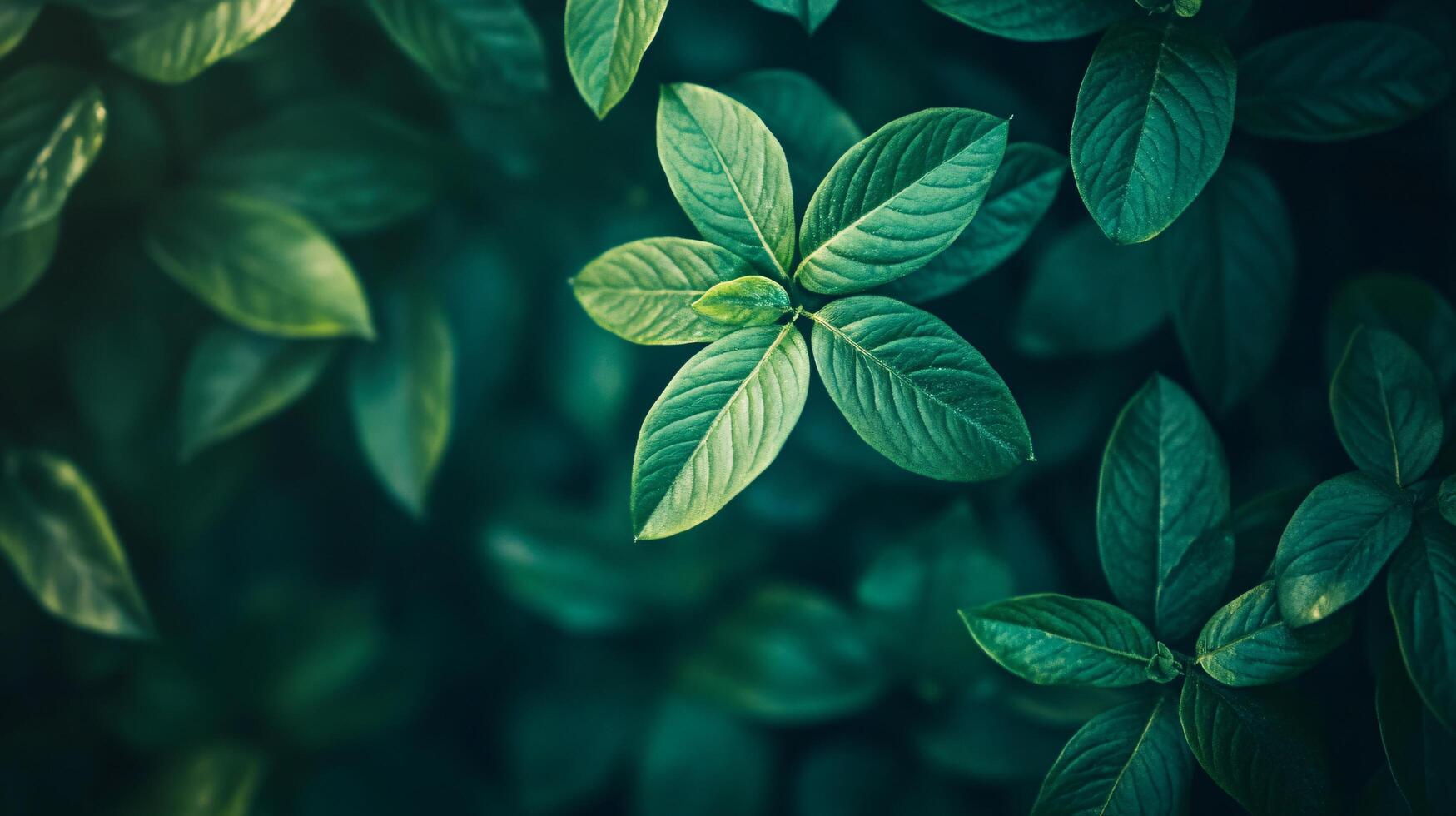 A close up of green leaves with a mood of serenity and calmness photo