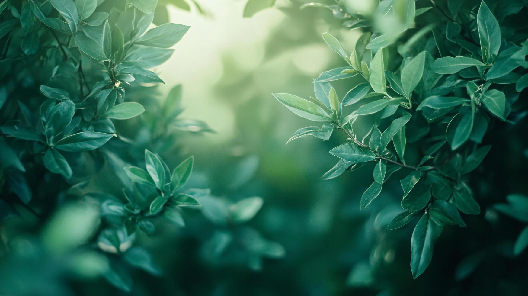 A green leafy tree with leaves that are green and have a shiny appearance photo