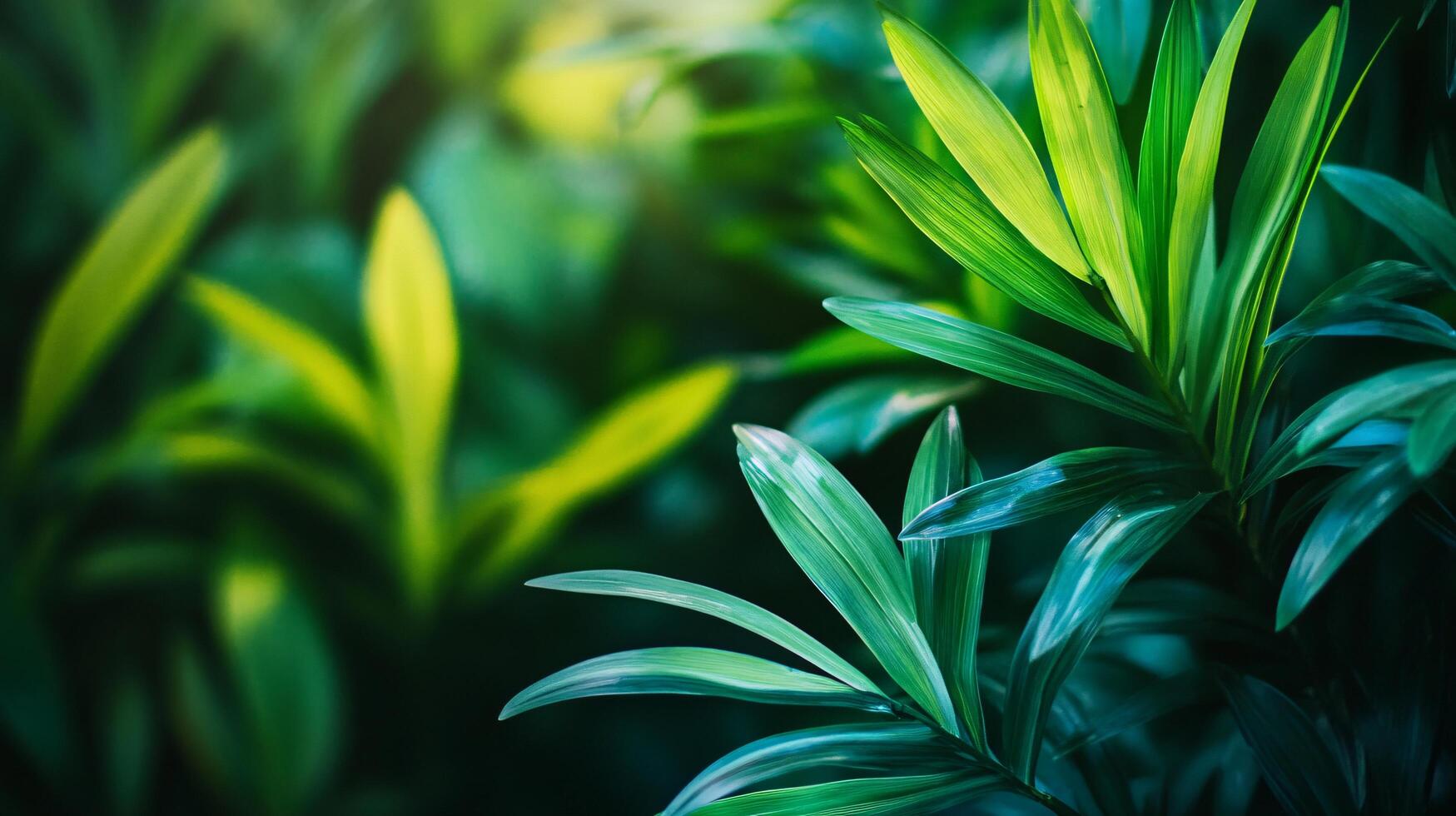 A lush green plant with leaves that are a mix of green and yellow photo