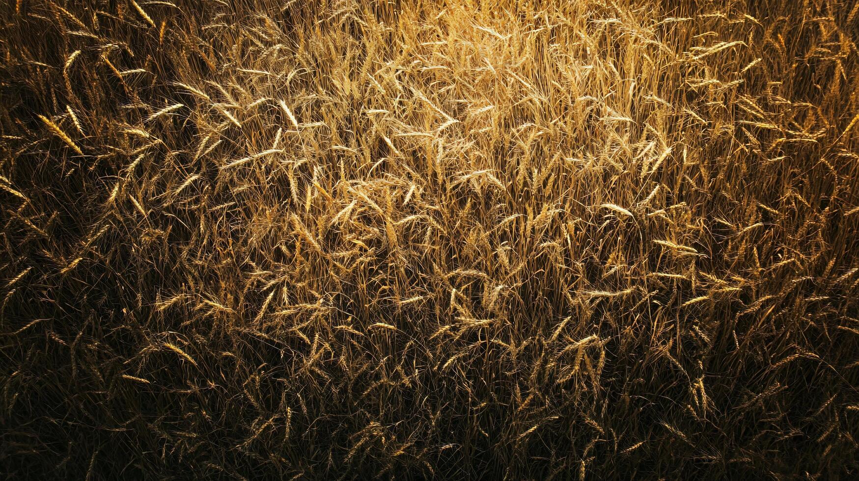 A close up of a field of golden grass photo