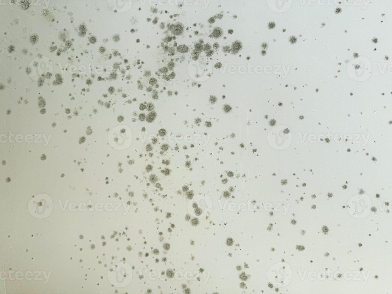 Mold growth on a damp wall in an indoor environment during daylight hours photo