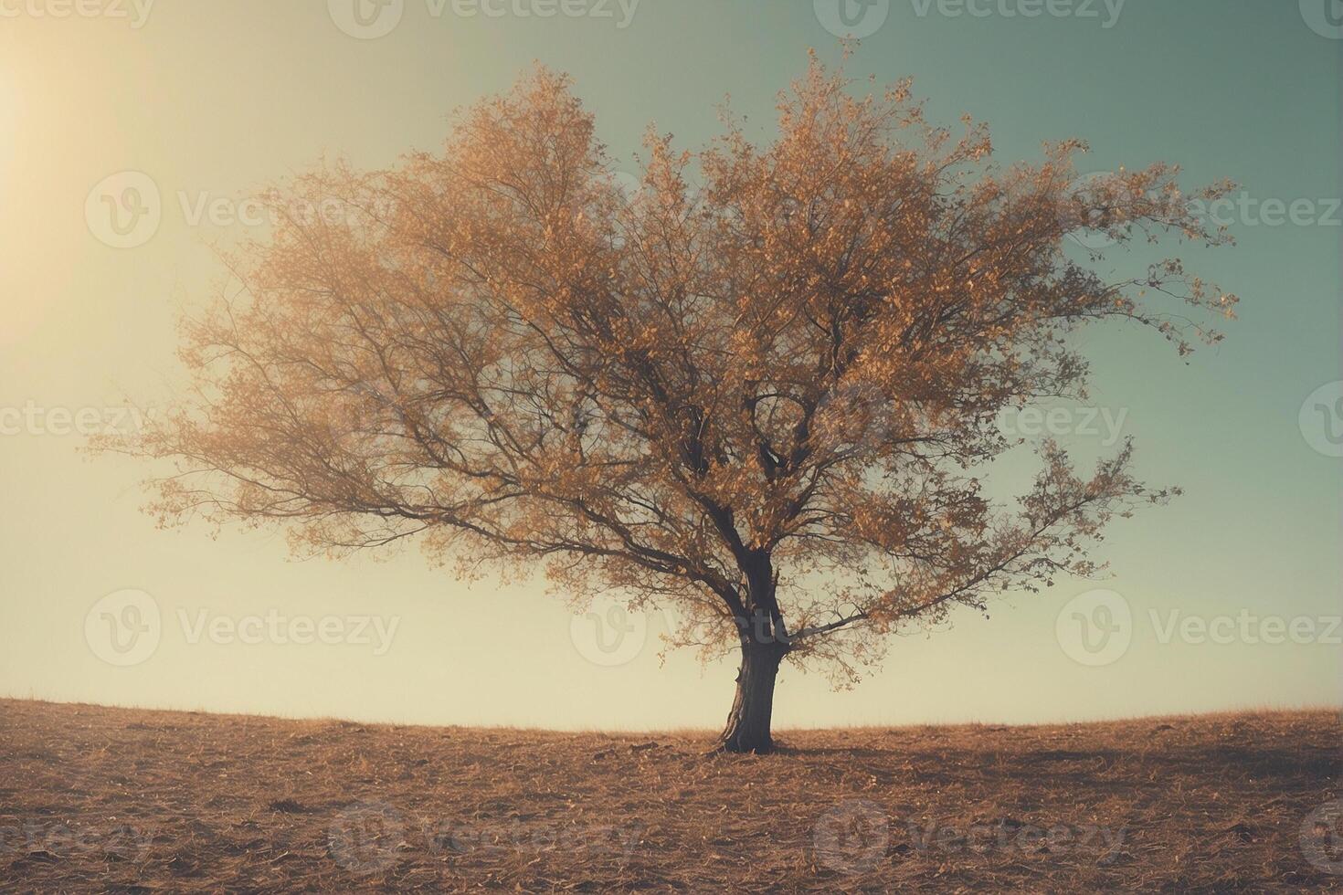 A lone tree stands in the middle of a field photo