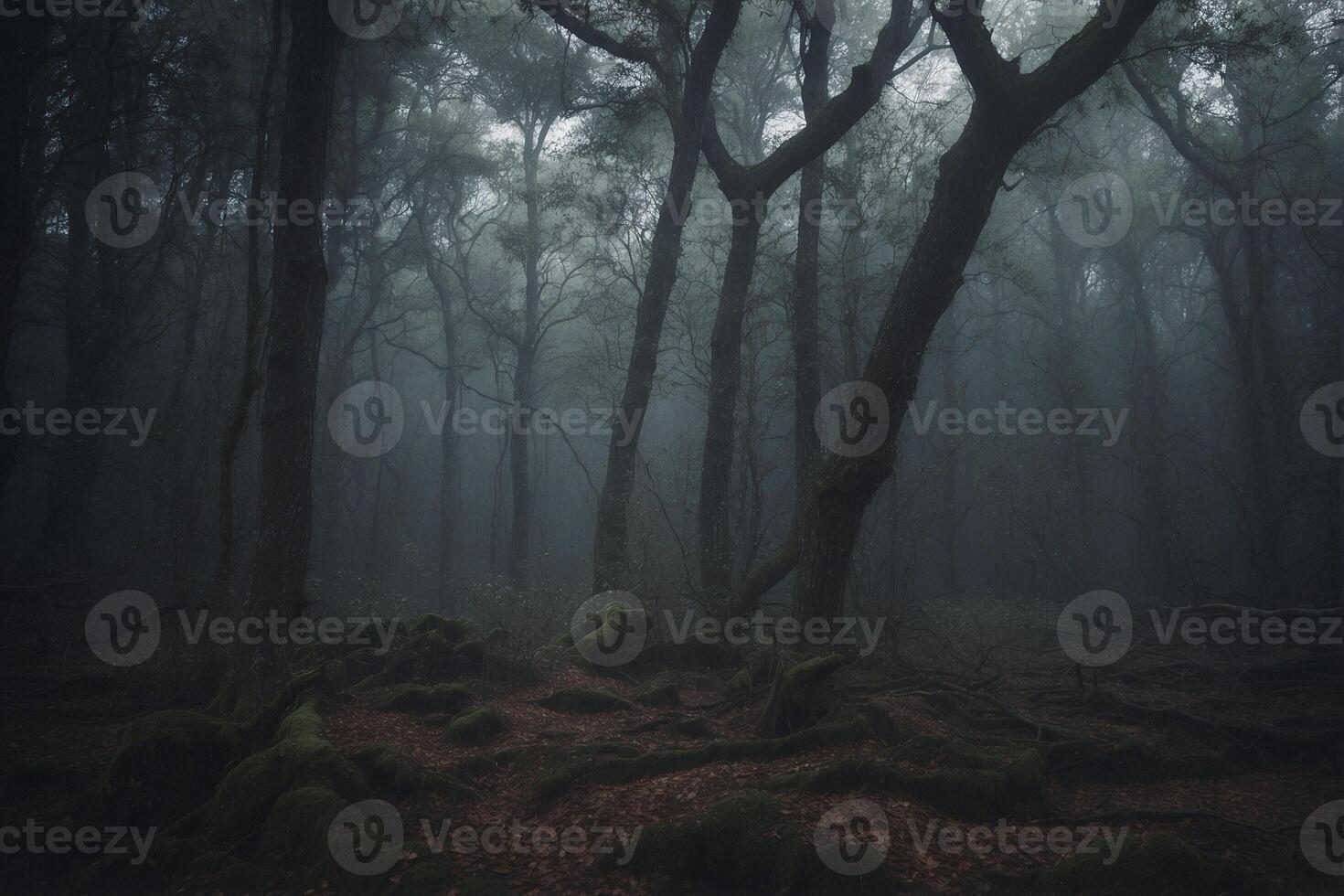 A dark forest with trees and moss photo