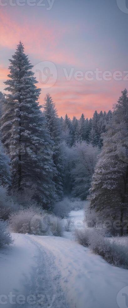A snowy forest with trees and a path photo