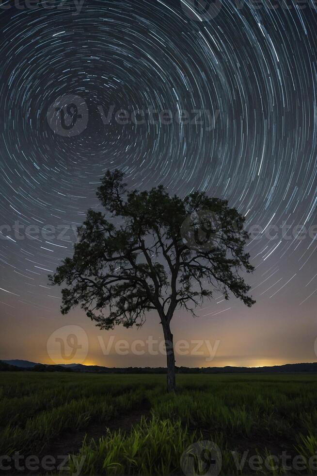 A lone tree in the middle of a field with star trails photo