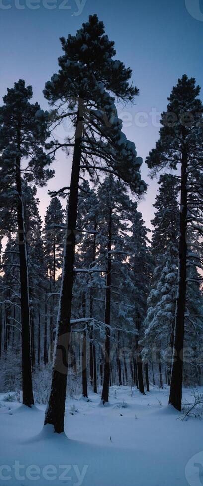 A group of trees in the snow at dusk photo