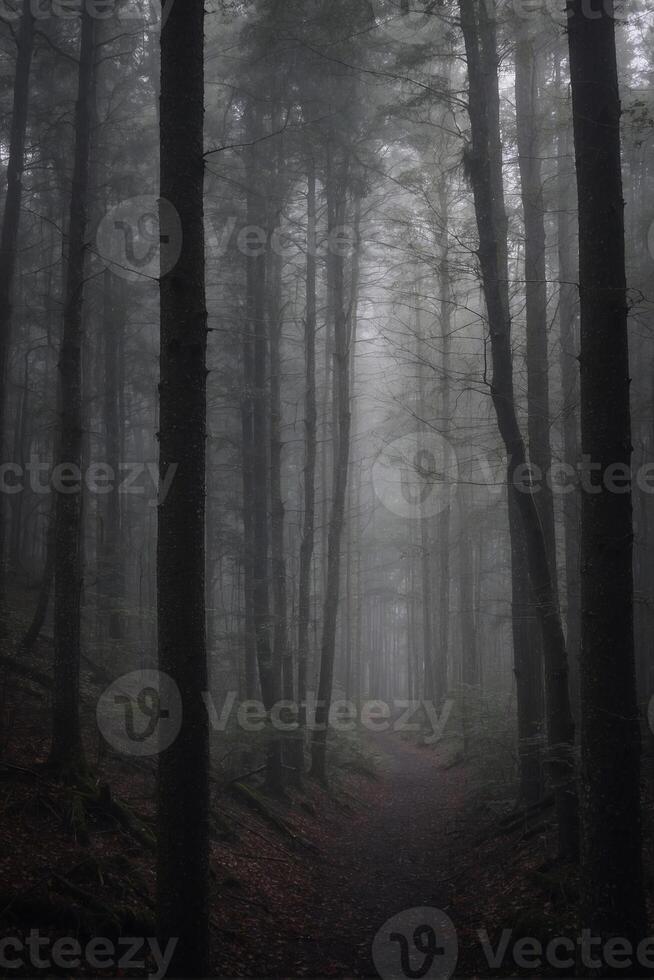A path through a forest with trees and fog photo