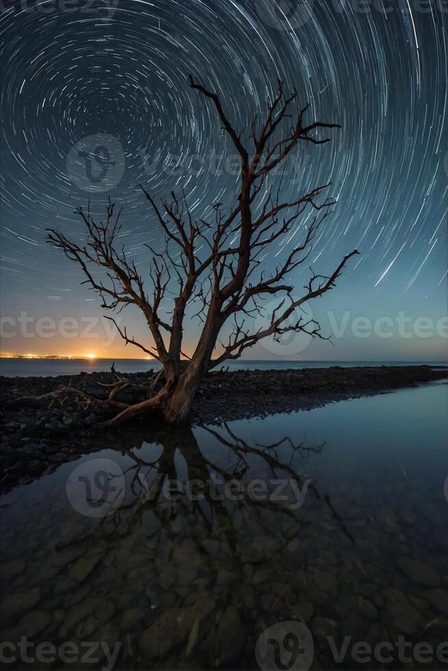 A dead tree in the middle of the ocean with star trails photo