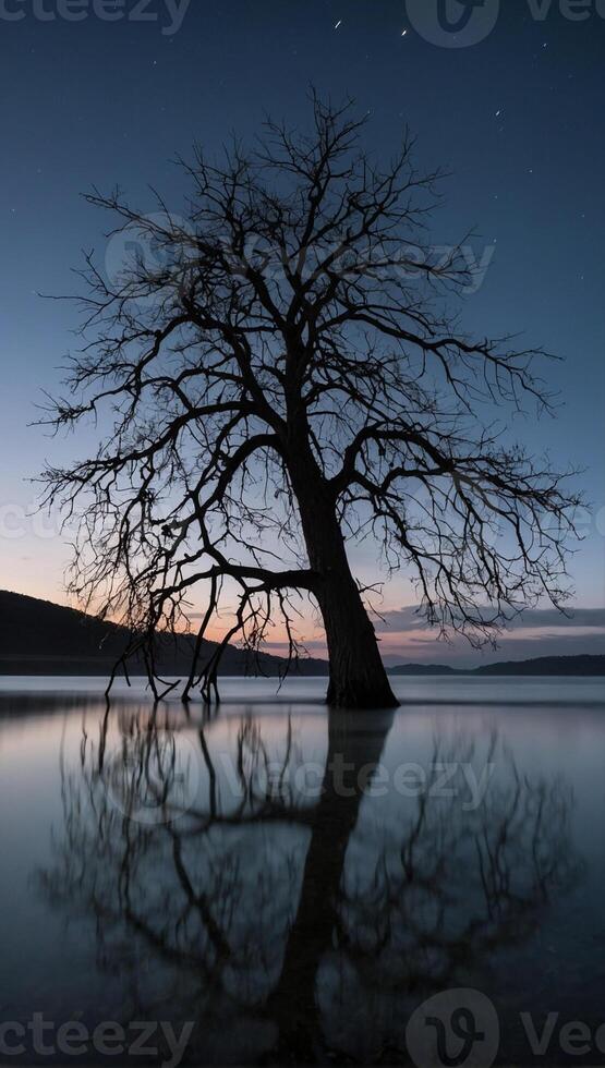 A tree in the water at night with a star in the sky photo
