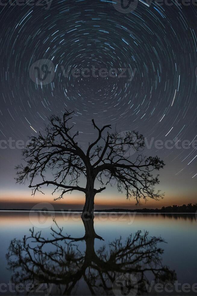 Star trails over a tree in the middle of a lake photo