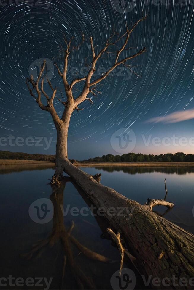 A tree with star trails in the sky photo
