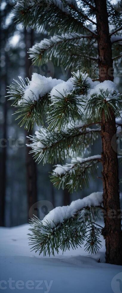 A pine tree covered in snow in the woods photo