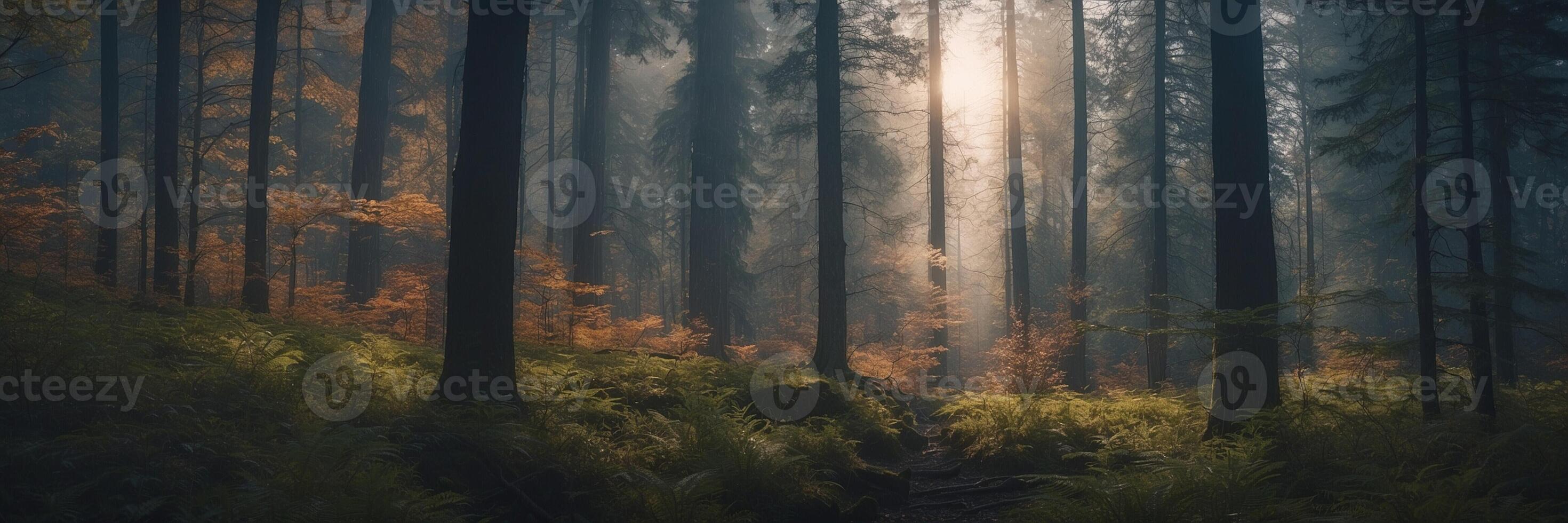 A forest with trees and sun shining through photo