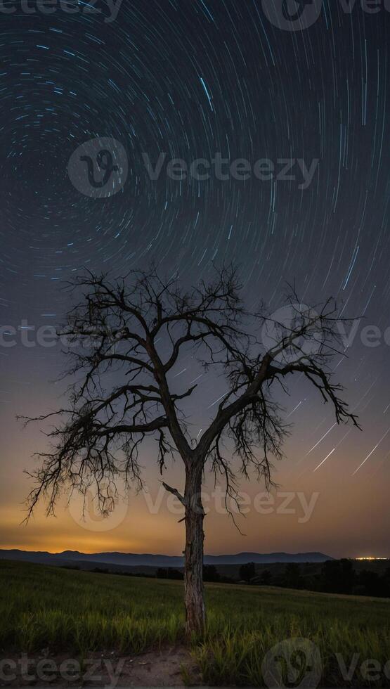 A tree with star trails in the sky photo