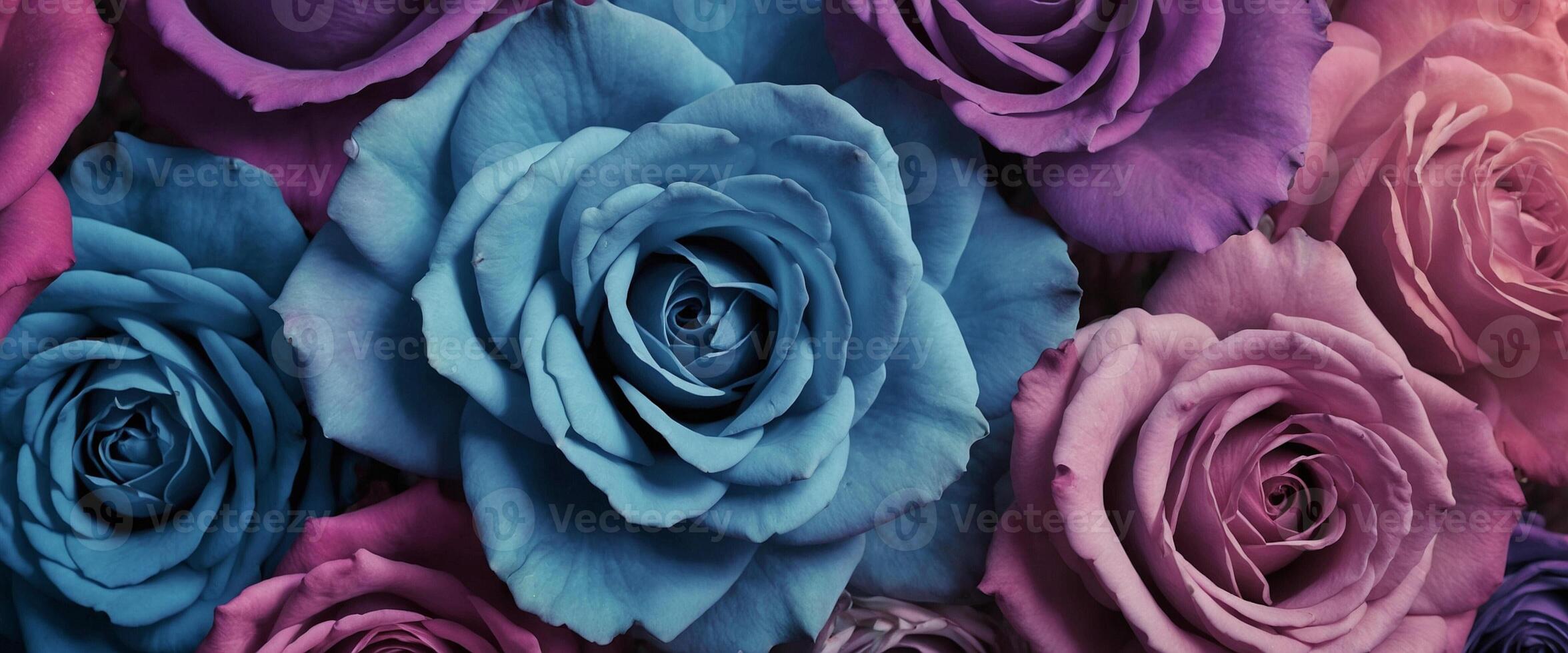 A group of colorful roses are shown in this image photo