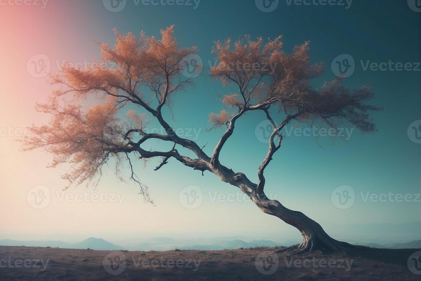 A lone tree on a hill with a sunset in the background photo