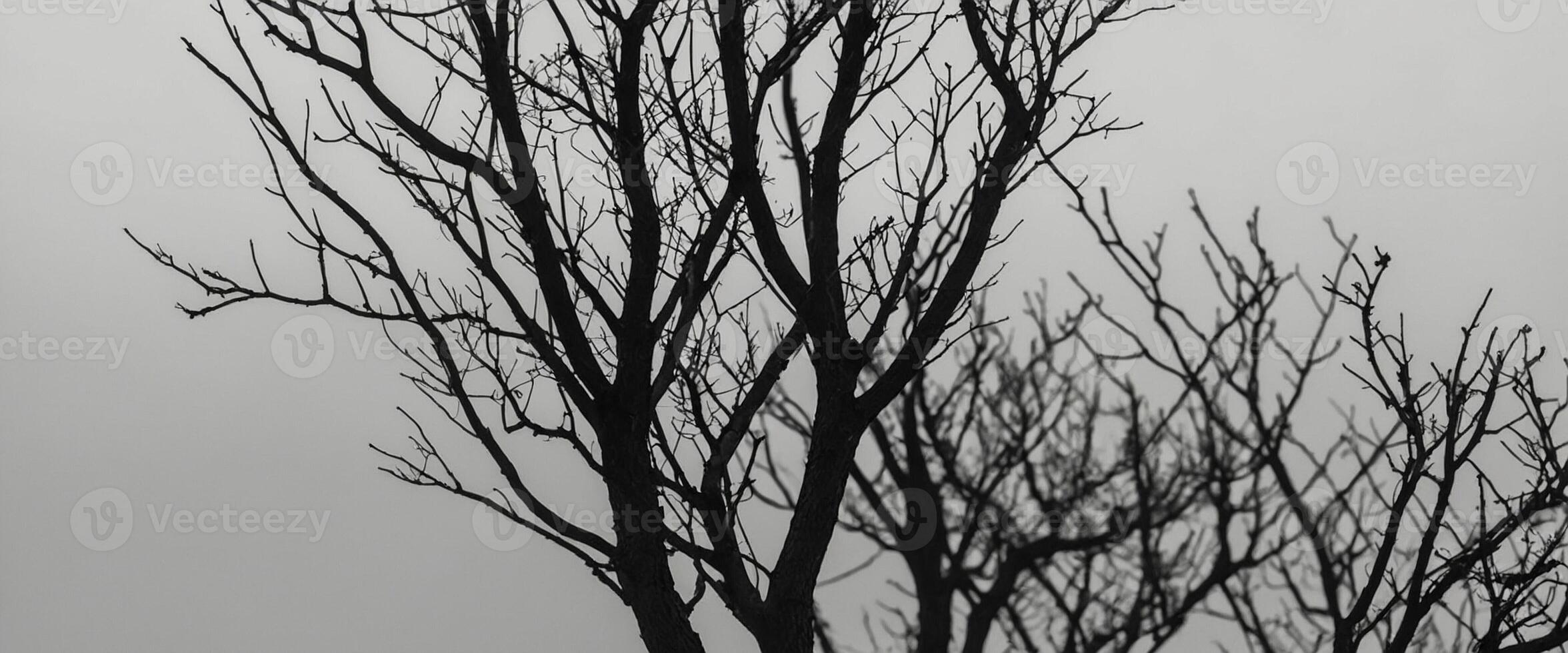 Black and white photograph of bare trees in the fog photo