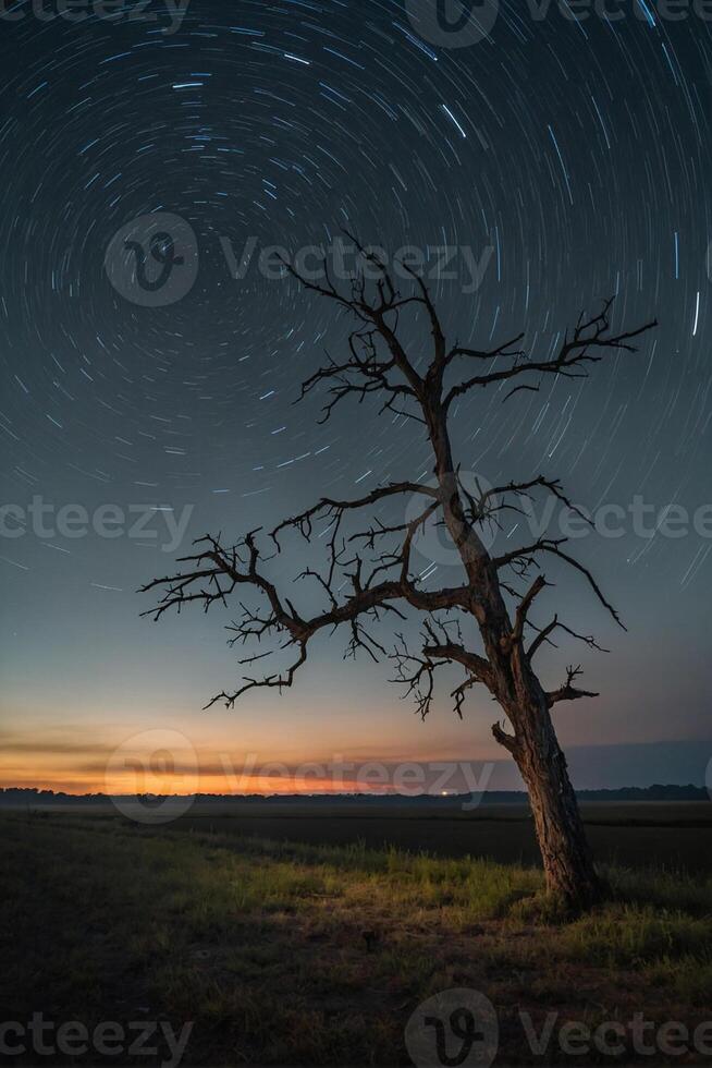 A dead tree in the middle of a field at night photo