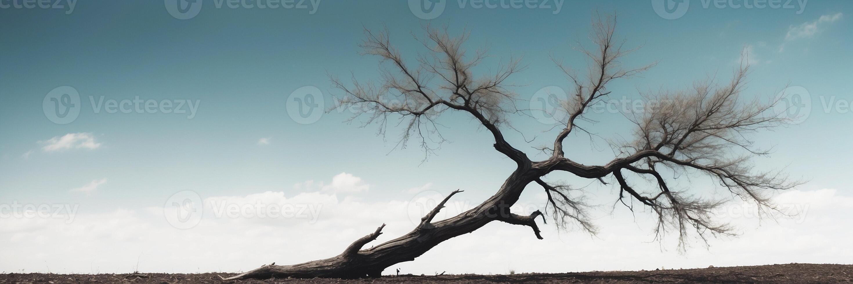 A dead tree in the middle of a field photo