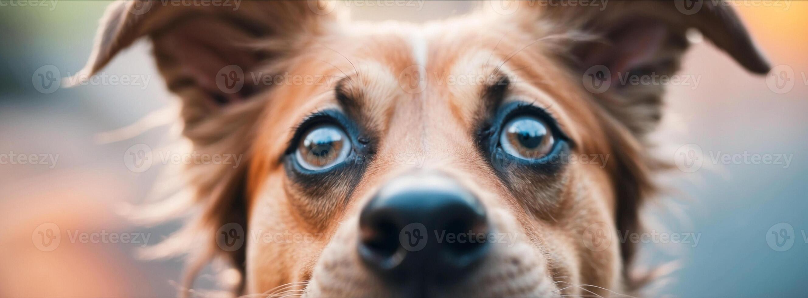 A dog with big eyes looking up at the camera photo