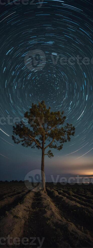 A lone tree in the middle of a field with star trails photo
