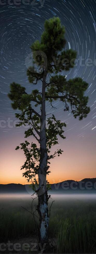 A lone tree stands in the middle of a field at night photo