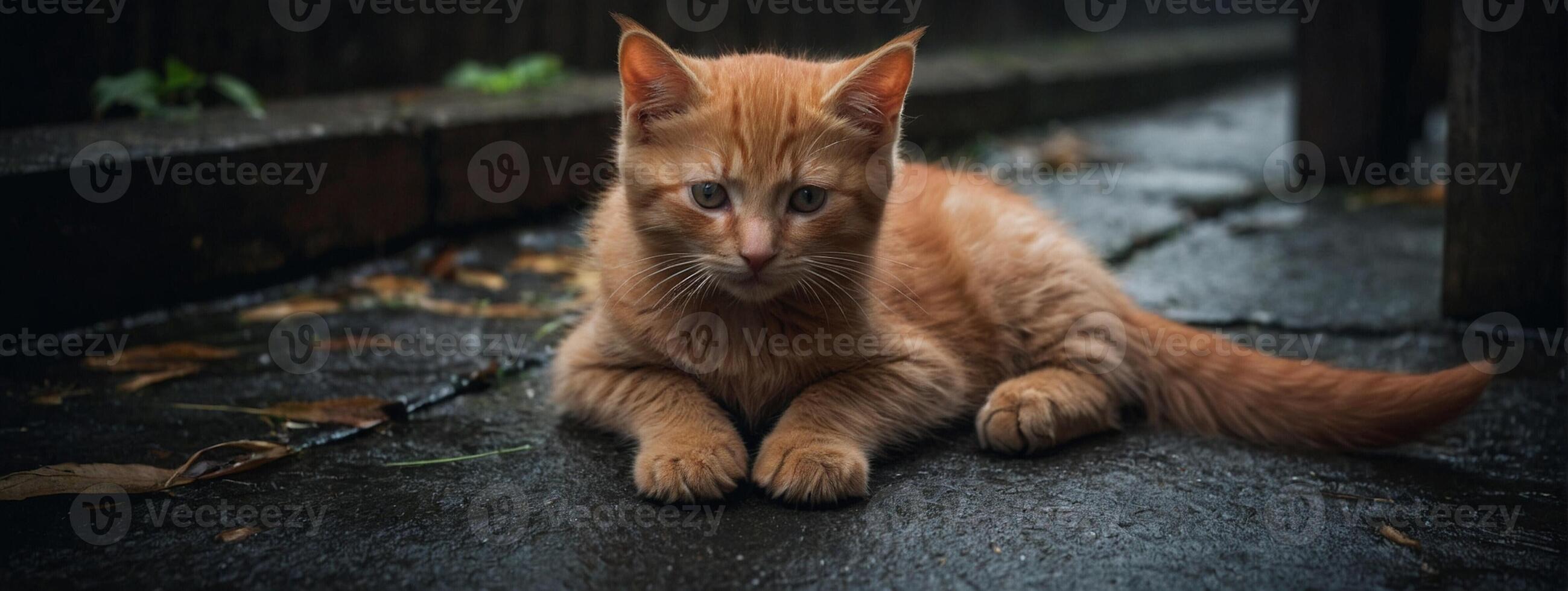 An orange cat laying on the ground photo