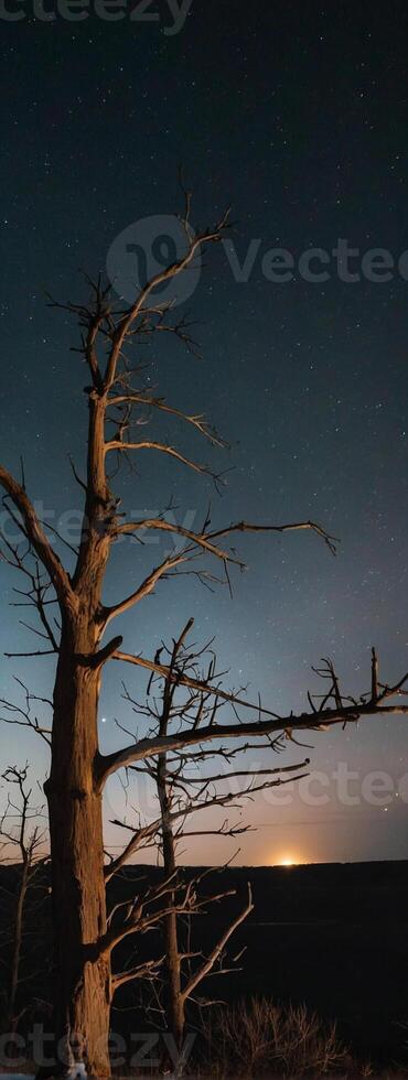 A dead tree stands in the middle of a field at night photo