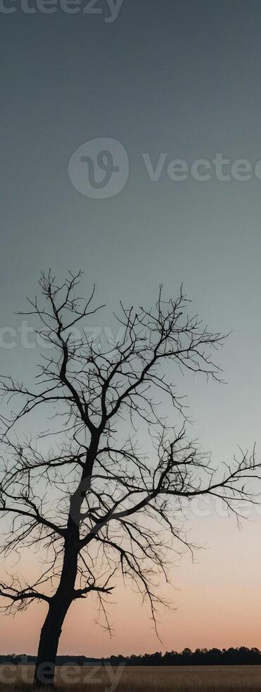 A lone tree stands in the middle of a field photo
