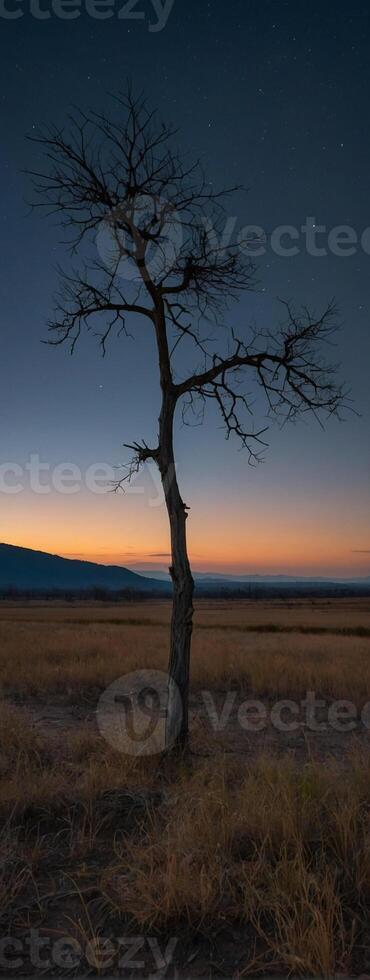 A lone tree stands in the middle of a field at night photo