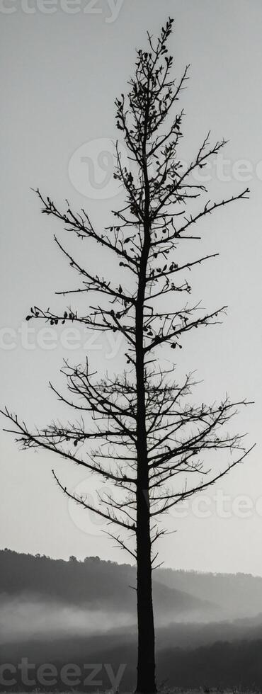 A lone tree stands in the middle of a field photo