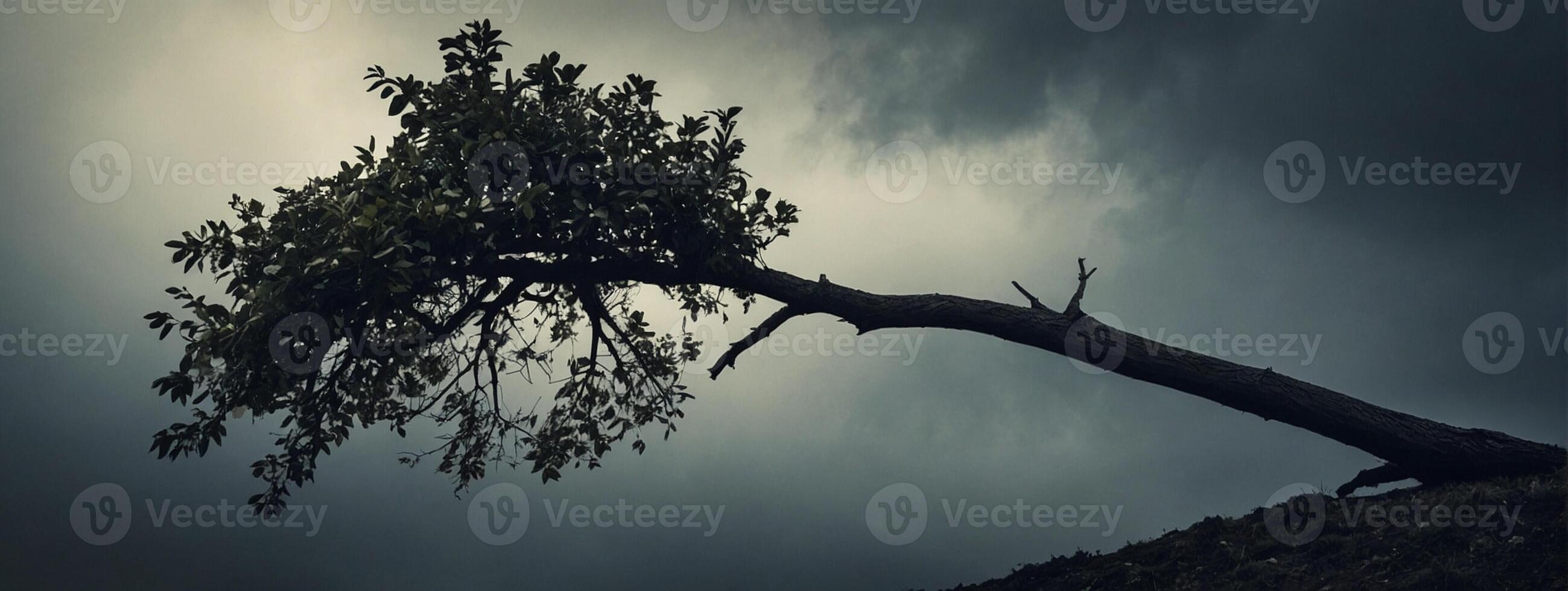 A tree is standing on a hill with dark clouds in the background photo