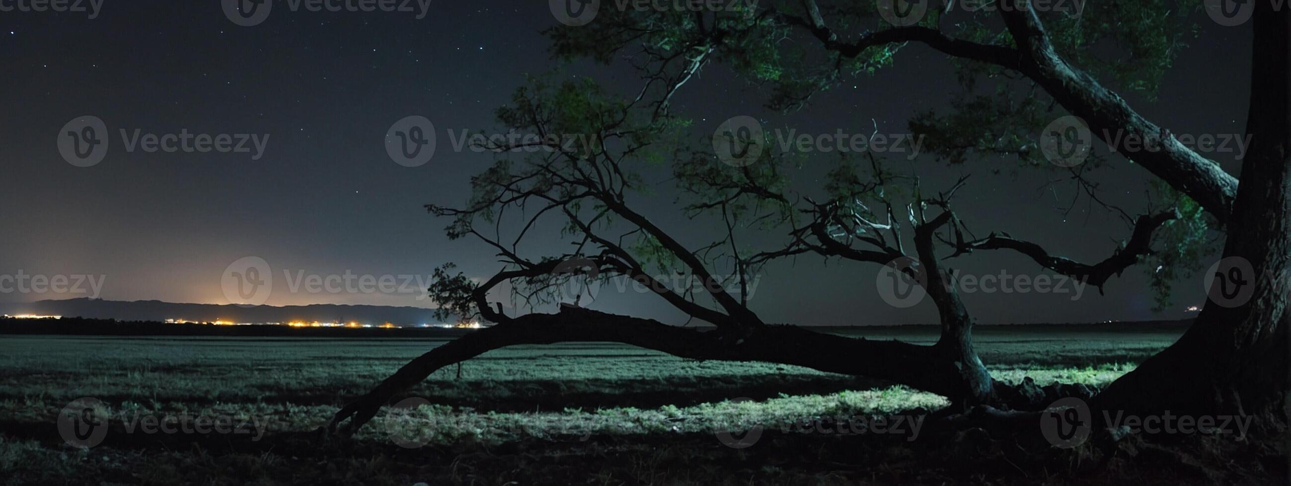 A tree in the middle of a field at night photo