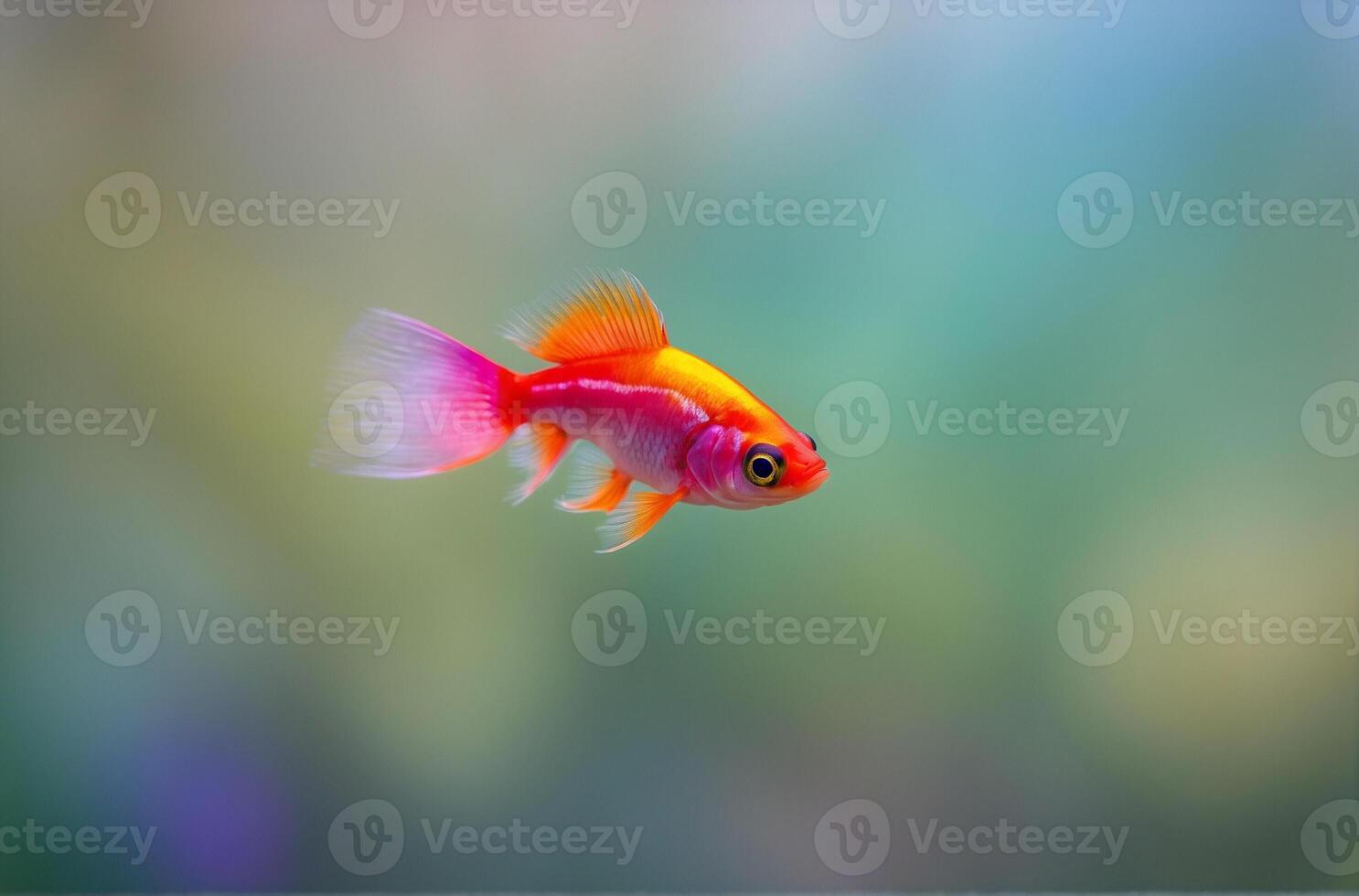 A small fish with bright red and white fins photo