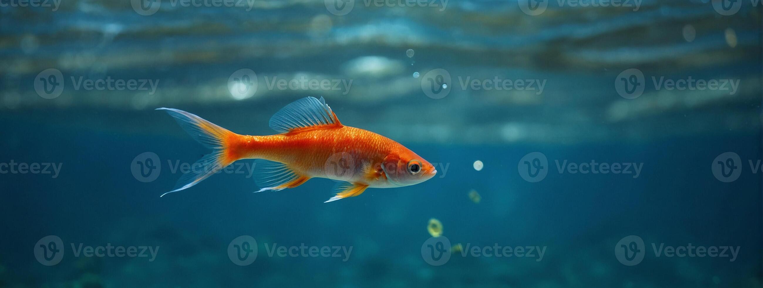 A goldfish swimming in the water photo