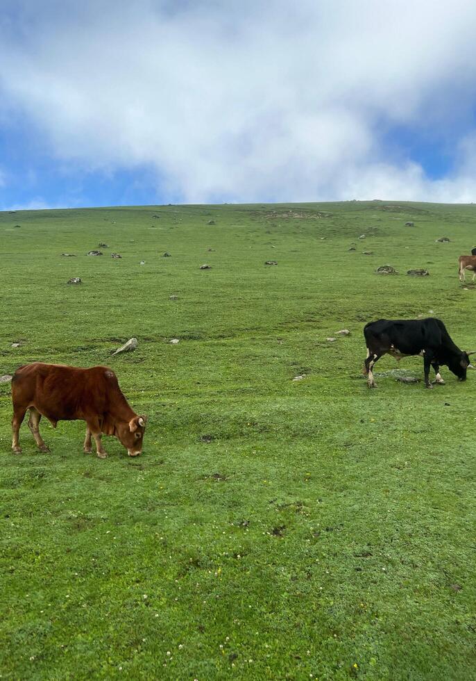 Ox eating grass on the hill photo
