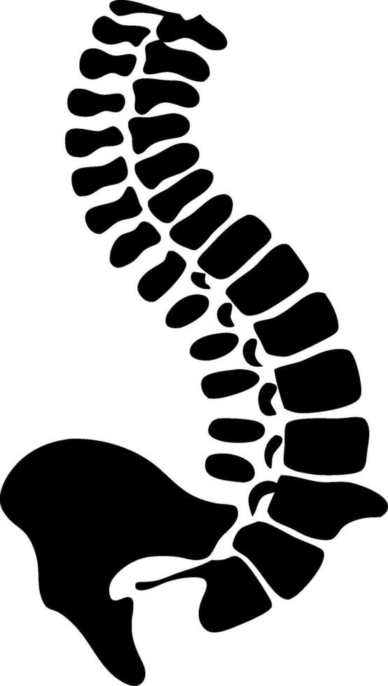 Human Spine and Pelvis Illustration Abstract Medical Anatomy Design vector