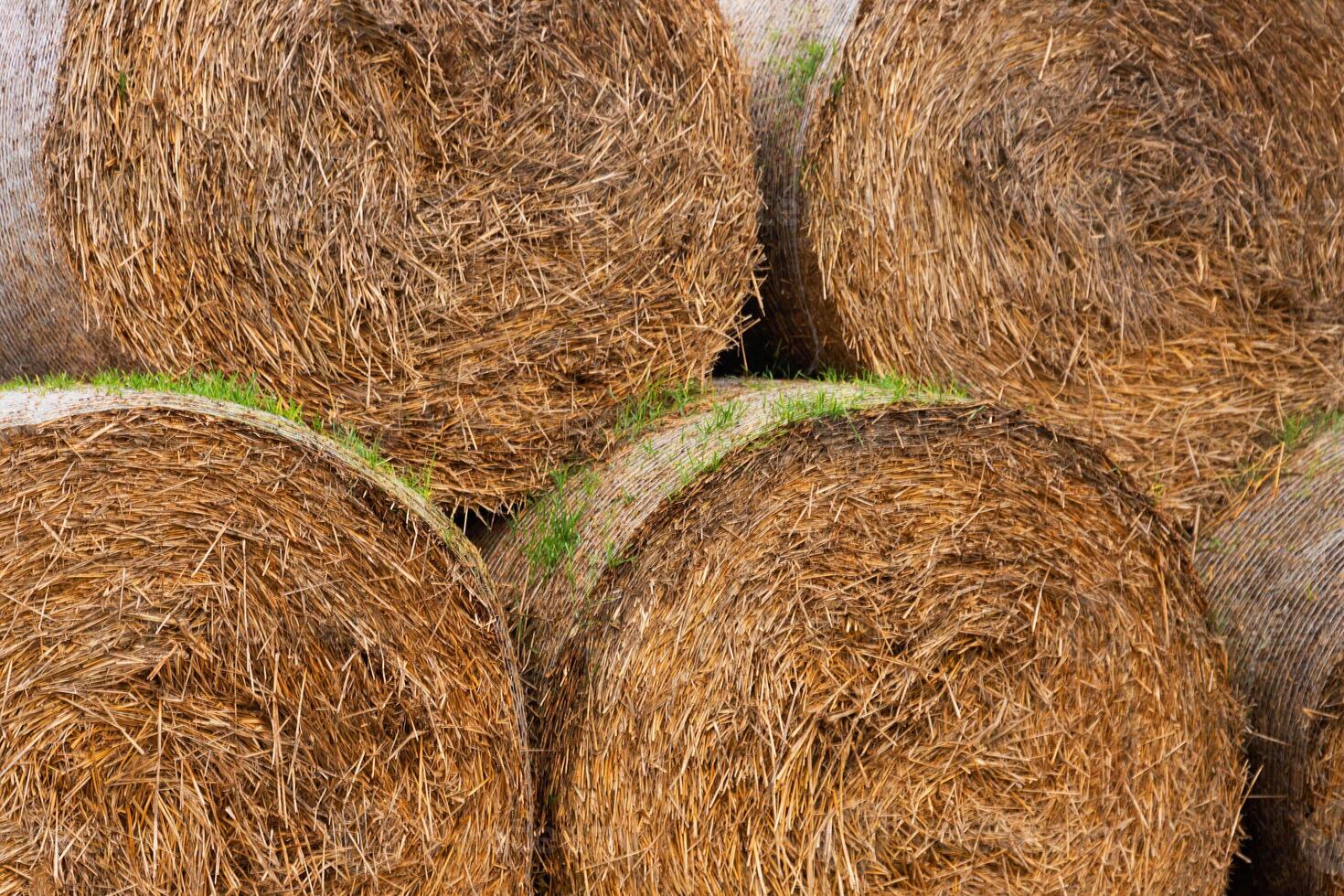 Hay bales in the countryside are stacked together. Background, texture. photo